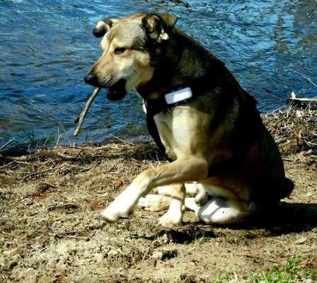 Dogorama-Monats-Challenge-Mai "Wasser"-Beitrag-Bild