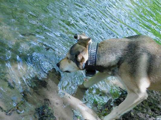 Dogorama-Monats-Challenge-Mai "Wasser"-Beitrag-Bild