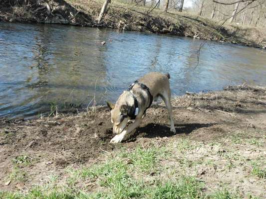 Dogorama-Monats-Challenge-Mai "Wasser"-Beitrag-Bild