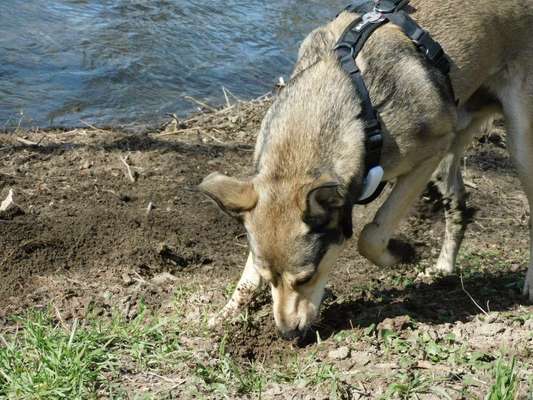 Dogorama-Monats-Challenge-Mai "Wasser"-Beitrag-Bild