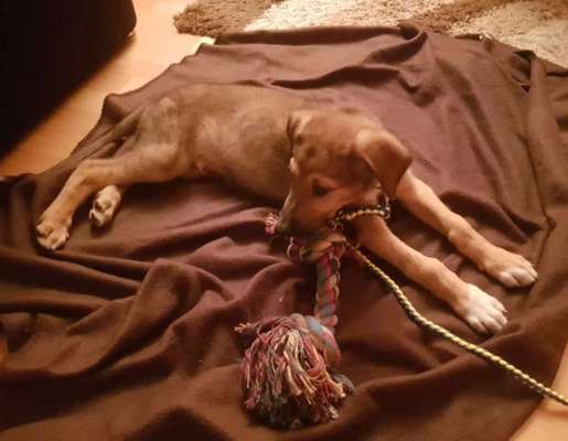 Welpen Bilder !-Beitrag-Bild