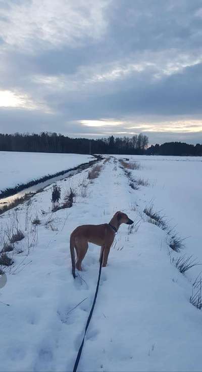 Größe eurer Windhunde-Beitrag-Bild