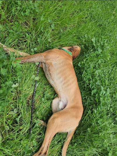 Größe eurer Windhunde-Beitrag-Bild