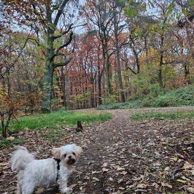Hundetreffen-Waldspaziergang-Bild