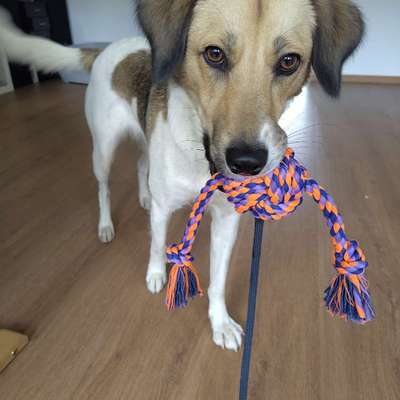 Hundetreffen-Suche Hundefreunde für meine pubertierende Hündin-Bild