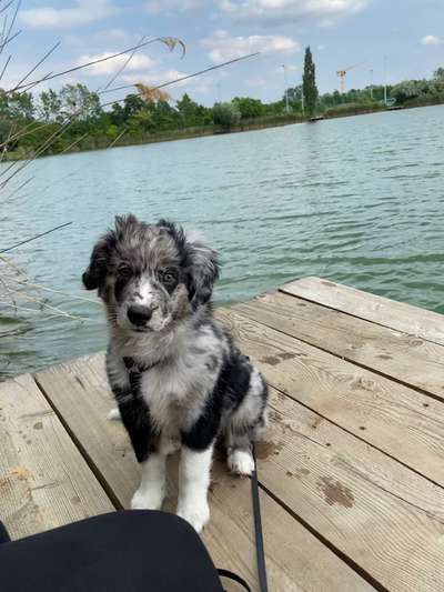 Welpen Bilder !-Beitrag-Bild