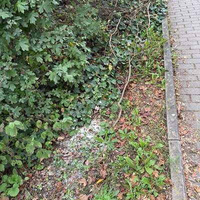 Giftköder-Weißes Pulver-Bild