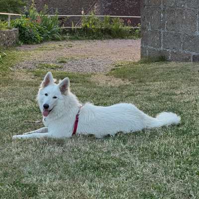 Hundetreffen-Gassirunde-Bild