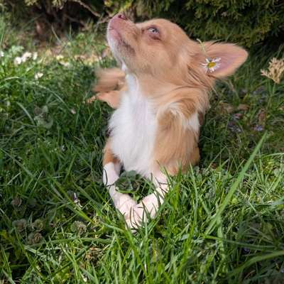 Hundetreffen-Spielkamerad/in + Gassifreund/in in Mini gesucht-Bild