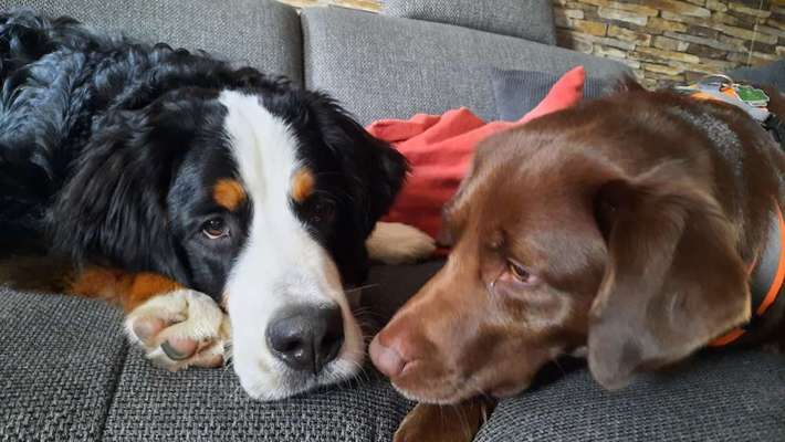 Bester Freund, Hundekumpel - zeigt her!-Beitrag-Bild