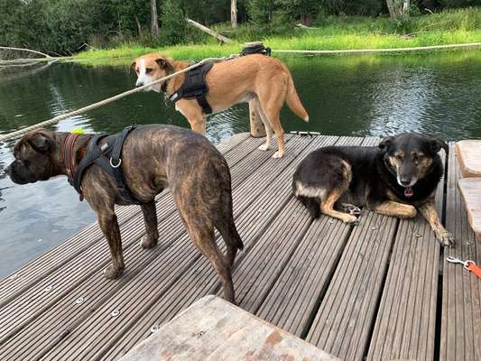 Die Dogorama Wochen Challenge-Beitrag-Bild