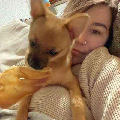 Hundetreffen-Hunde Spiel