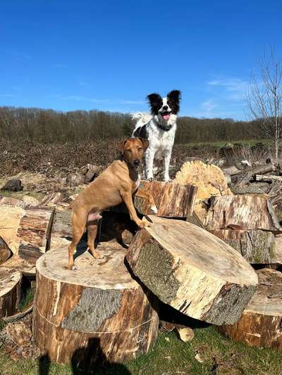 Hundetreffen-Entspannter Spaziergang-Bild
