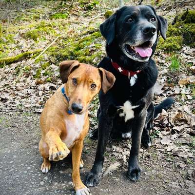 Hundetreffen-Sozialkontakte/Trainingspartner-Bild