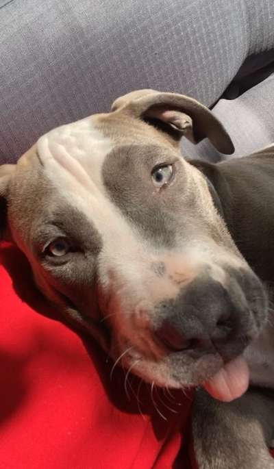 Welpen Bilder !-Beitrag-Bild