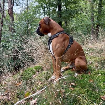 Hundetreffen-Spielgefährten und Gassirunden-Bild