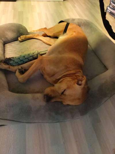 🐶 Sind Bürohunde jetzt VERBOTEN?! 😱-Beitrag-Bild