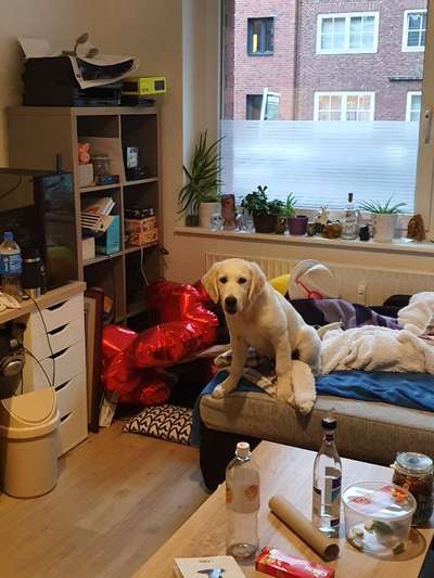 Wo sind die Golden Retriever Liebhaber?-Beitrag-Bild