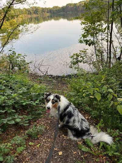 Hundetreffen-Aussie Rüde sucht Freunde-Bild