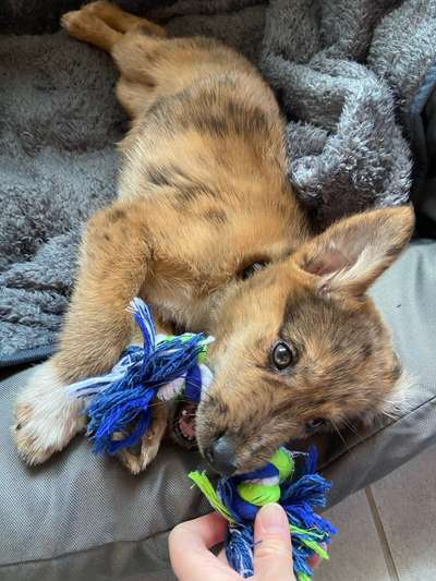 Welpen Bilder !-Beitrag-Bild