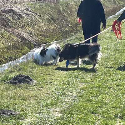 Hundetreffen-Gassirunde in Hage-Bild