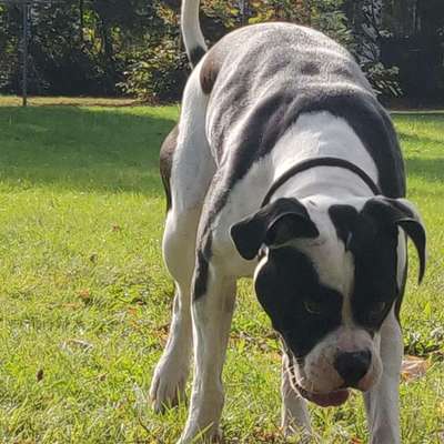 "Bulligere Arten" auch hier? :) Amstaff etc..-Beitrag-Bild