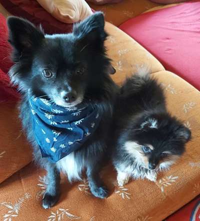 Die Dogorama Wochen Challenge-Beitrag-Bild