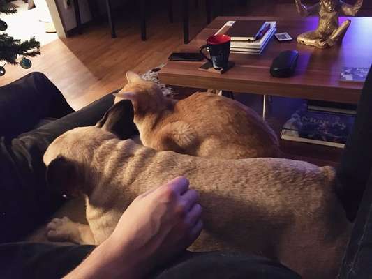 Hund und Katz Momente-Beitrag-Bild