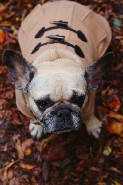 Foto's und Hundemodels-Beitrag-Bild