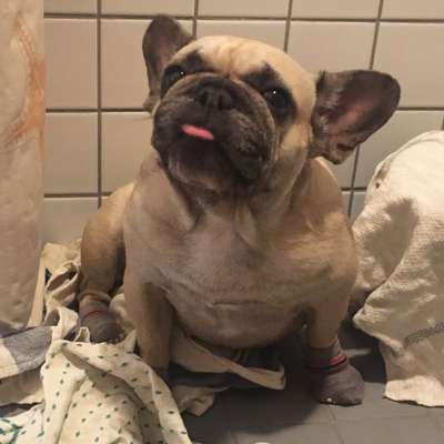 Französische Bulldoggen-Beitrag-Bild