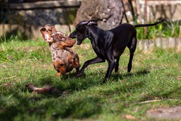 Dogorama Photo Challenge - Die besten Hundebuddys-Beitrag-Bild