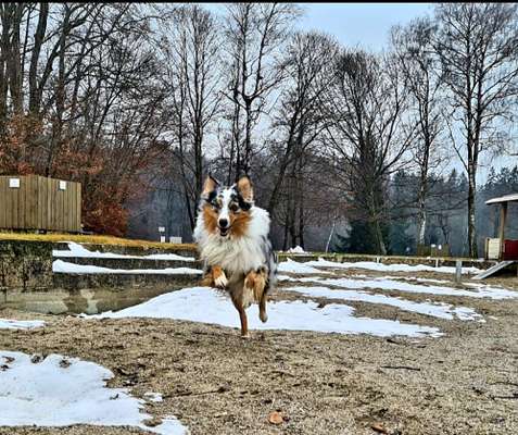 Fotosammlung: ,,Der natürliche Hund" Unbearbeitet, ungestellt und in Natura-Beitrag-Bild