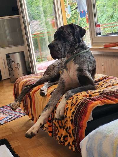 Deutsche Doggen Besitzer zeigt euch-Beitrag-Bild