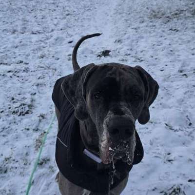 Hundetreffen-Gassirunde Spielzeit-Bild