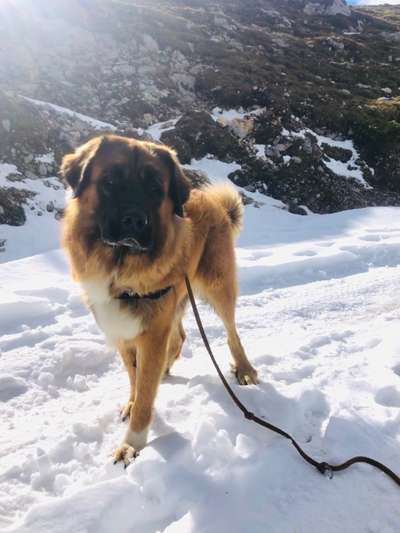 Leonberger-Beitrag-Bild