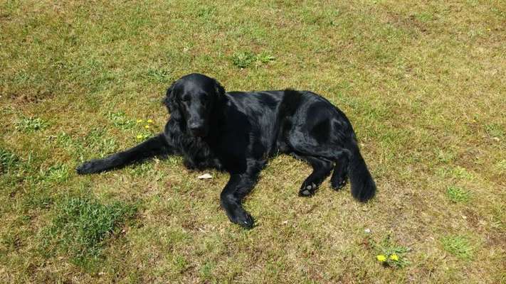 Seltene Rassen!-Beitrag-Bild