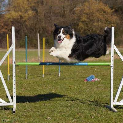 Hundeschule CaniFit-Partner Mensch und Hund e.V. in Freising  – Dogorama