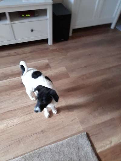 Welche Hunderasse-Beitrag-Bild