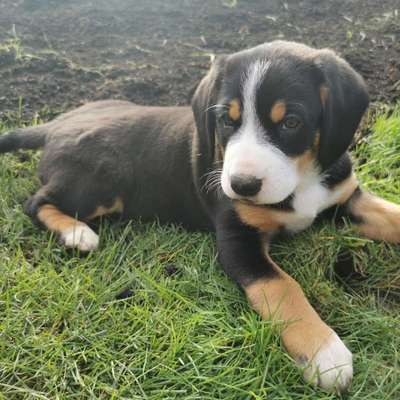 Hundetreffen-Welpentreffen Neuss/Kaarst-Bild