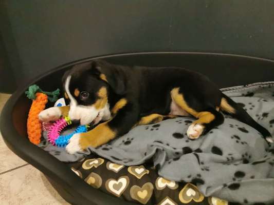 Berner Sennen-Beitrag-Bild