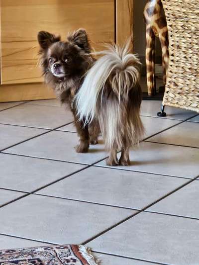 Welche Hunderasse-Beitrag-Bild