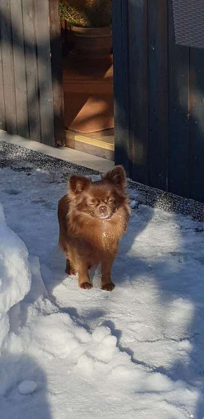 Welche Hunderasse-Beitrag-Bild