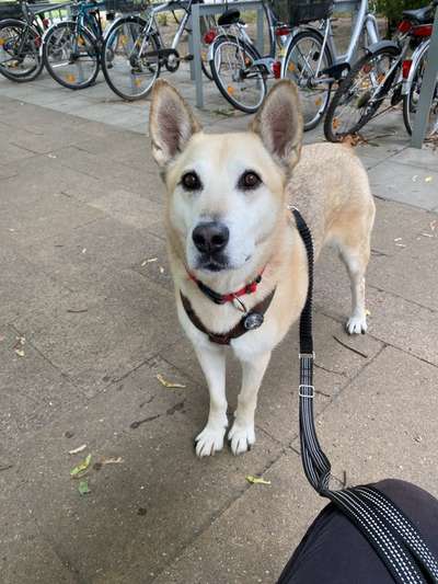 Mischlingshunde Foto Aufruf-Beitrag-Bild