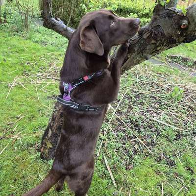 Hundetreffen-Hunderunde Rendsburg-Bild