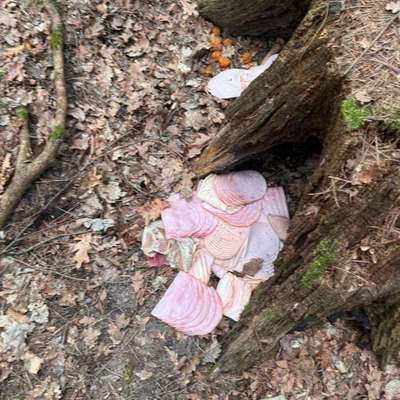 Giftköder-Giftköder-Bild