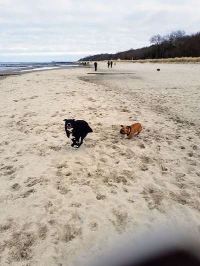 Dogorama-Monats-Challenge-Mai "Wasser"-Beitrag-Bild