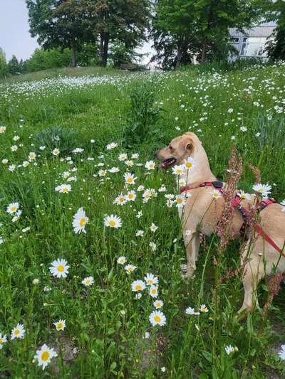 Hundetreffen-Angsthund sucht mutige Gesellschaft-Bild