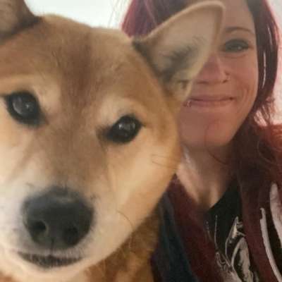 Shiba - Eltern-Beitrag-Bild