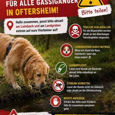 Giftköder-Schlagfallen für Bisamratten-Bild