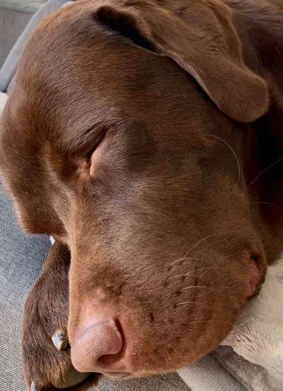 Labradorfans-Beitrag-Bild